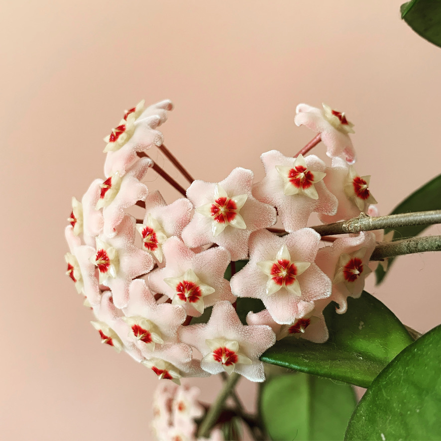 hoya plant in bloom