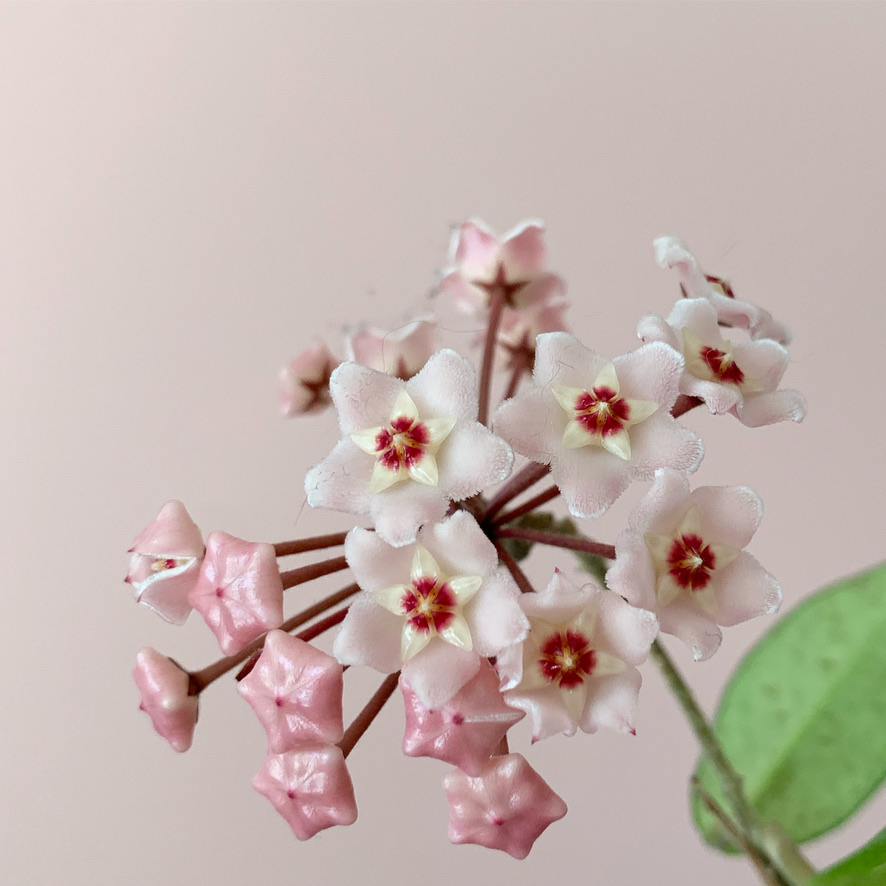 hoya plant in bloom