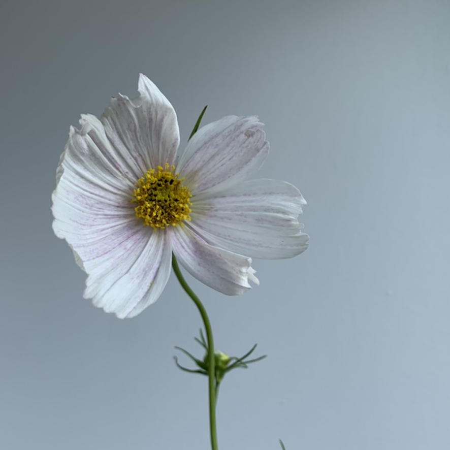 wedding flowers